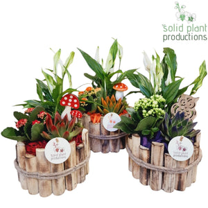 Autumn Plant Arrangement – 17cm Wooden Pot