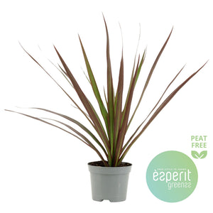 Dragon Tree (Dracaena marginata) – 8.5cm Pot