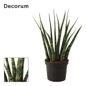 Sansevieria Fernwood Snake Plant – 9cm Pot