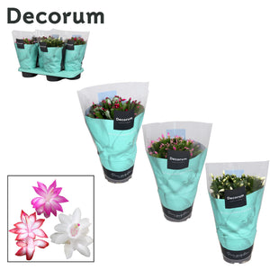 Mixed Christmas Cactus (Schlumbergera) – 17cm Pot