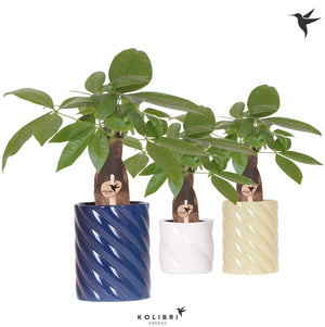 Pachira Aquatica Money Tree – 9cm Ceramic Cube Pot