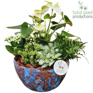Olivia Blue Anthurium Arrangement – 24cm Ceramic Pot