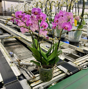 Phalaenopsis 'Bellisimo Bubbles' Orchid – 15cm Pot