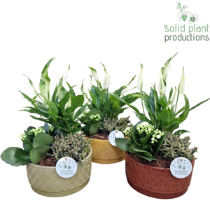 Sarah Indoor Plant Arrangement – 19cm Ceramic Pot
