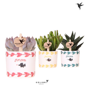 Mixed Succulent Collection – 6cm Ceramic Amore Pot