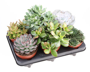 Mixed Cacti and Succulents – 12cm Pot