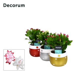 Christmas Cactus ‘Red-White’ (Schlumbergera) – 10.5cm Pot