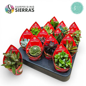 Mixed Surprise Succulent Collection – 5.5cm Pot