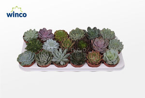 Mixed Echeveria Succulent – 8.5cm Pot