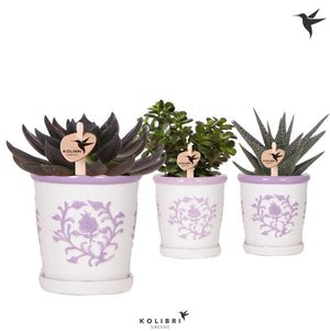 Mixed Succulent Collection – 9cm Ceramic Pot