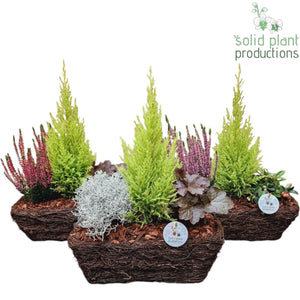 Salim Rectangular Plant Arrangement – 34cm Pot