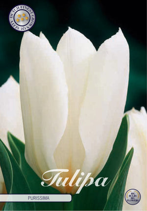 Fosteriana Tulip ‘Purissima’ Bulbs – 12/+