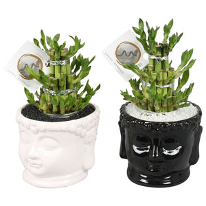 Lucky Bamboo Pyramid – Dracaena sanderiana, 15cm Pot