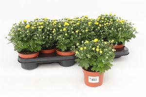 Yellow Chrysanthemum – 10.5cm Pot