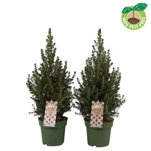 Dwarf Alberta Spruce (Picea glauca ‘Conica’) – 15cm Pot