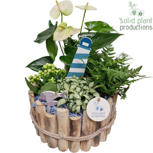 Milano Large Indoor Plant Arrangement – 23cm Pot
