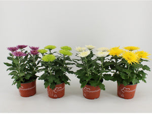 Mixed Chrysanthemum ‘Anastasia’ – 15cm Pot