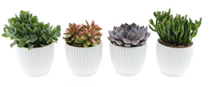 Mixed Succulent Arrangement in Ceramic Pot – 12cm