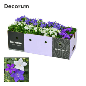 Mixed Campanula Garden Plant – 11cm Pot