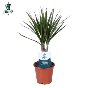 Dragon Tree (Dracaena marginata) – 12cm Pot, 45cm Tall