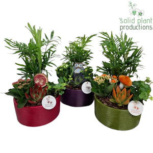 Autumn Mixed Plant Arrangement – 19cm Ceramic Pot