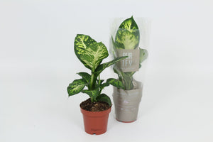 Dieffenbachia ‘Sublime’ – 12cm Pot, Approx. 40cm High