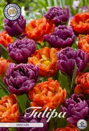 Tulipa 'Garden Bravoure' Tulip Bulbs – Size 12/+