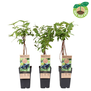Honeyberry (Lonicera caerulea kamtschatica) – 15cm Pot
