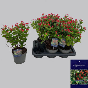 Red Hypericum Garden Plant – 17cm Pot, 50cm High