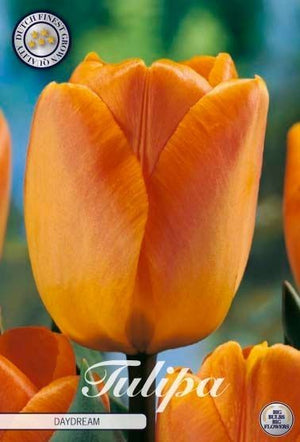 Tulipa ‘Daydream’ Tulip Bulbs – 12cm+