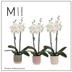 White Phalaenopsis Orchid (3 Stem) – 12cm Pot