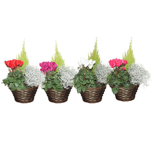 Mixed Indoor Plant Arrangement in Wicker Dish – 22cm