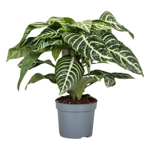 Green Zebra Plant (Aphelandra squarrosa) – 13cm Pot
