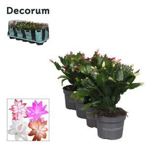 Mixed Schlumbergera Christmas Cactus – 10.5cm Pot