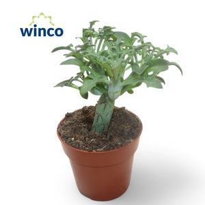 Candle Plant (Senecio articulatus) – 8.5cm Pot