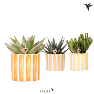 Mixed Succulent in Pastel Ceramic Pot – 6cm