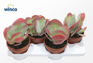 Kalanchoe thyrsiflora Paddle Plant – 17cm Pot