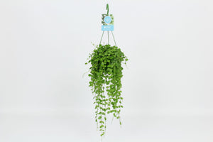 String of Coins Plant (Dischidia nummularia) – 14cm Pot