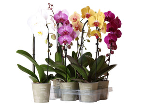 Mixed Phalaenopsis Orchid – 2 Stem, 12cm Ceramic Pot