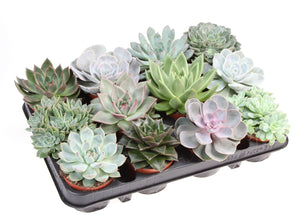Mixed Echeveria Succulent – 8.5cm Pot