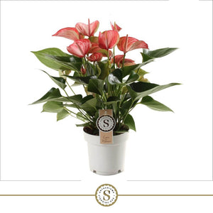 Red Anthurium (Anthurium) – 14cm Pot, 50cm Height