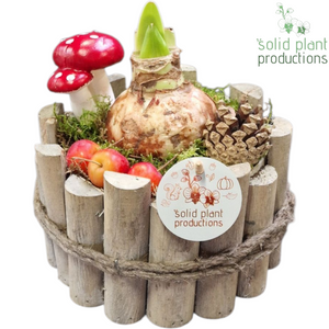Red Amaryllis Arrangement – 17cm Grey Wooden Pot