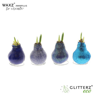Waxed Hippeastrum Amaryllis Bulb – Mixed Colours