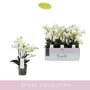 White Phalaenopsis Orchid – 3-Stem, 12cm Pot