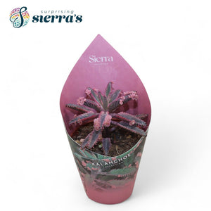 Pink Butterfly Kalanchoe – 8.5cm Pot