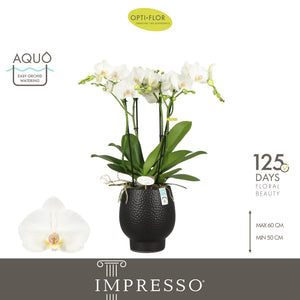 White Phalaenopsis Orchid 'Mathilde' – 15cm Ceramic Pot