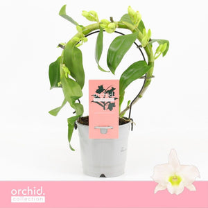 White Dendrobium Nobile Orchid – 12cm Pot