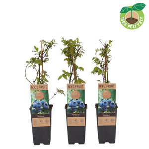 Northland Blueberry Plant (Vaccinium) – 15cm Pot