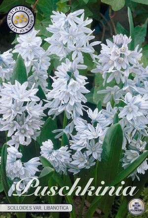 Puschkinia libanotica – 10cm Pot