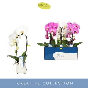 Mixed Phalaenopsis Orchid – 9cm Ceramic Pot